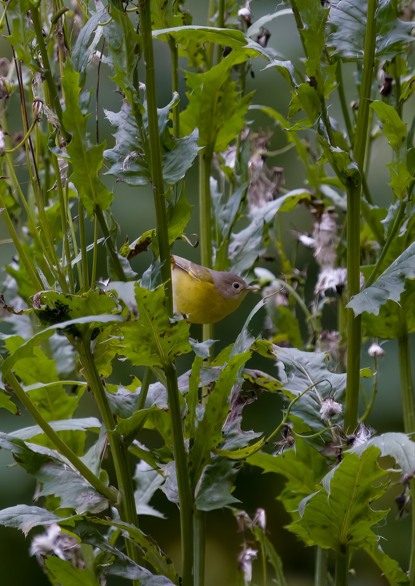 Rubinfleck-Waldsänger - ML609367998