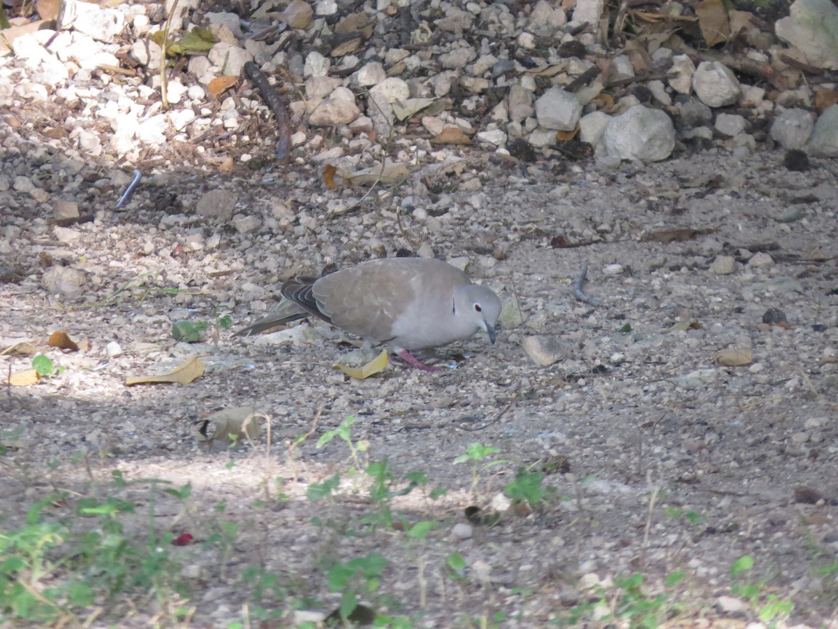 Eurasian Collared-Dove - ML609368063
