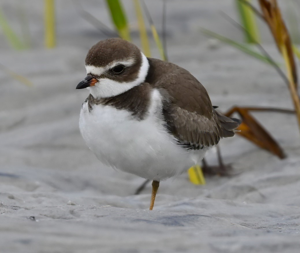 Semipalmated Plover - ML609368160