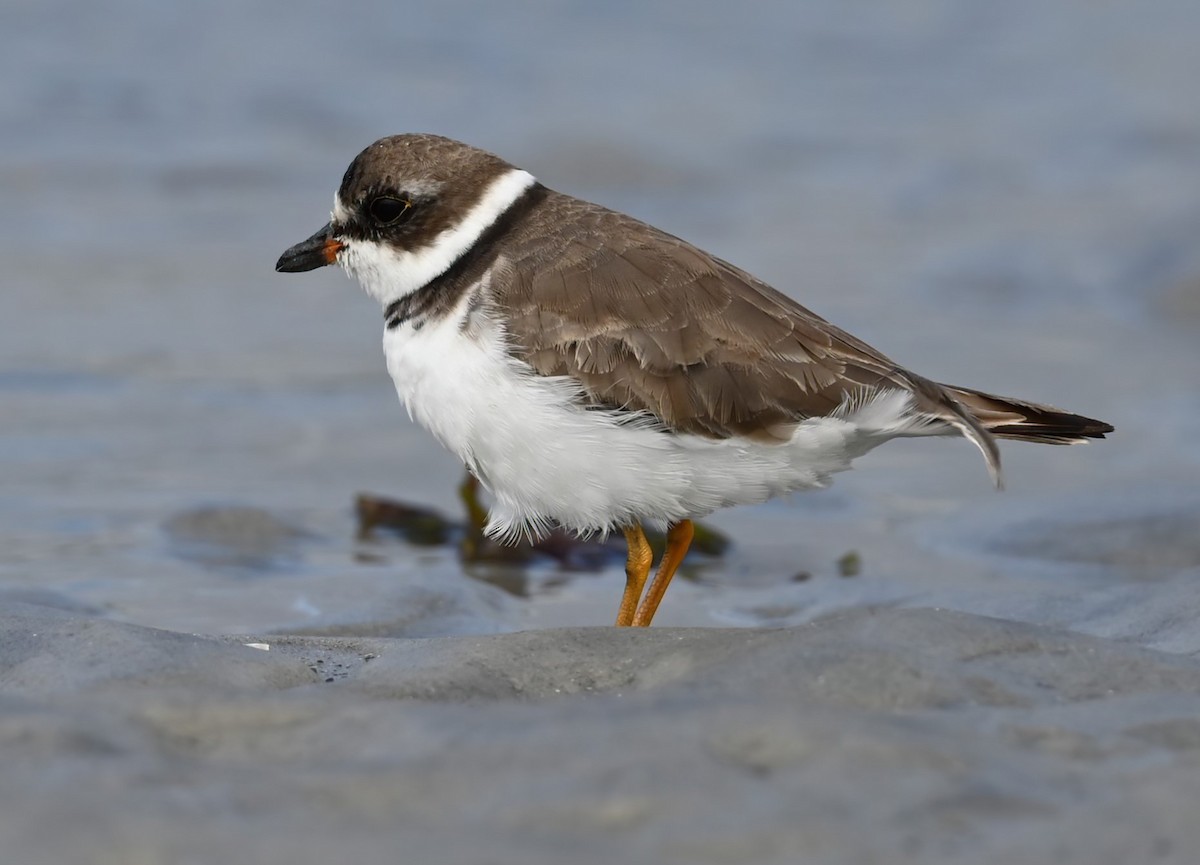 Semipalmated Plover - ML609368166