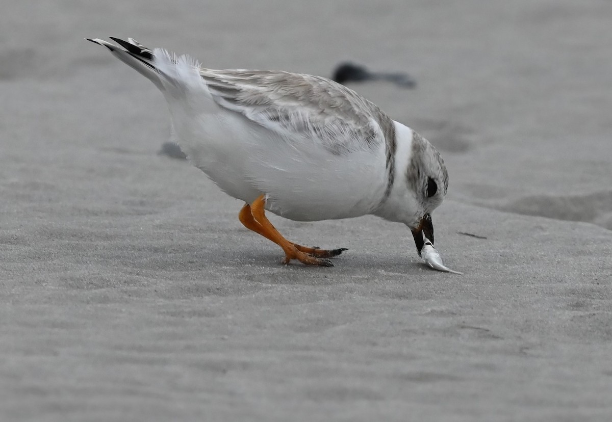 Piping Plover - ML609368179