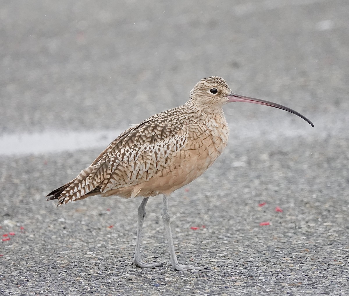 Long-billed Curlew - ML609368241