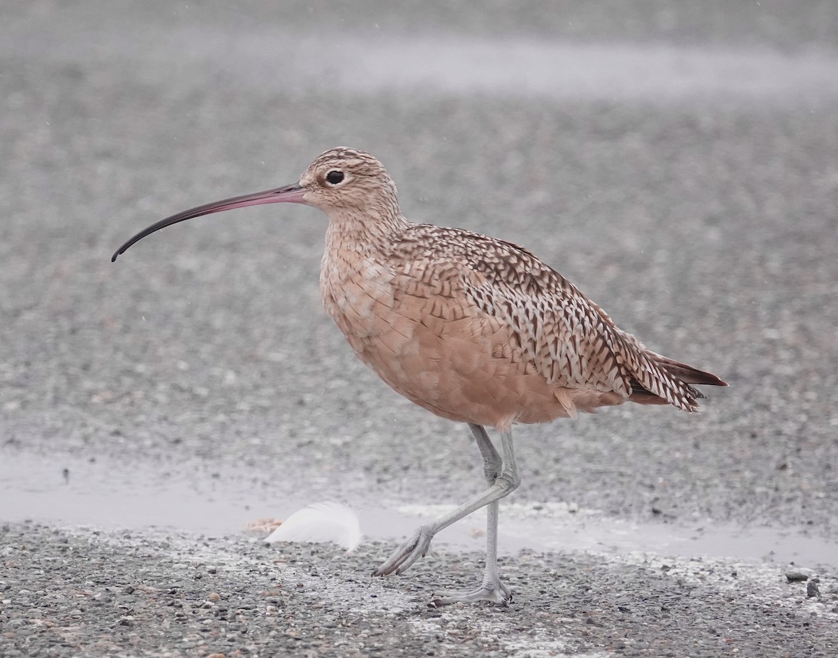 Long-billed Curlew - ML609368296