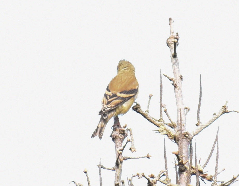 Chardonneret jaune - ML609368448