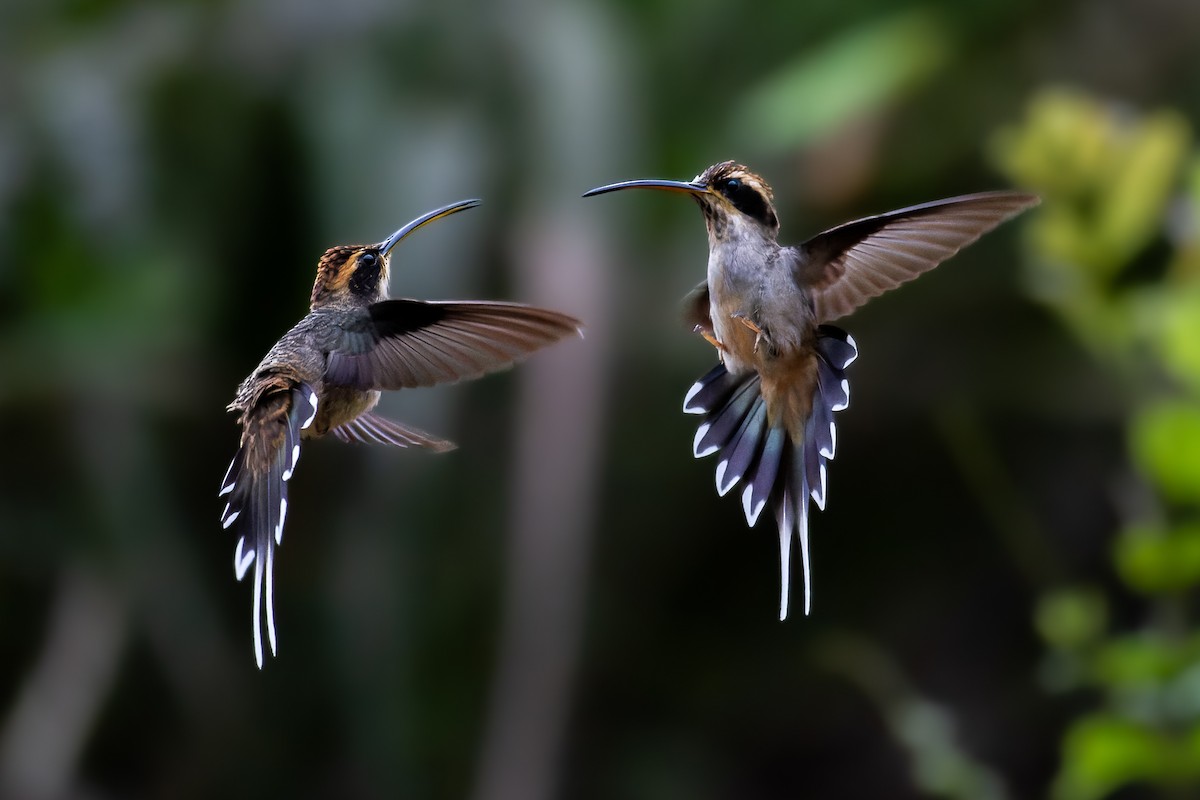 Scale-throated Hermit - ML609368559