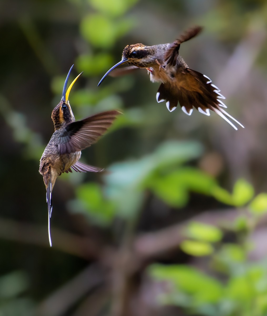 Scale-throated Hermit - ML609368560