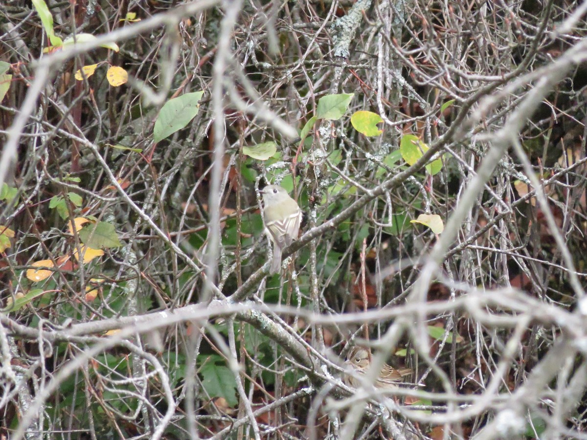 Hammond's Flycatcher - ML609368604