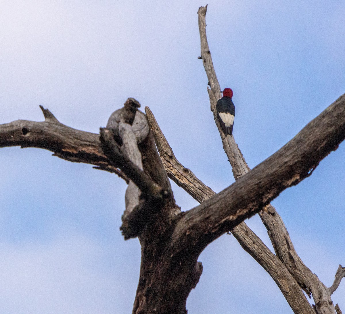 Red-headed Woodpecker - Randy Webb