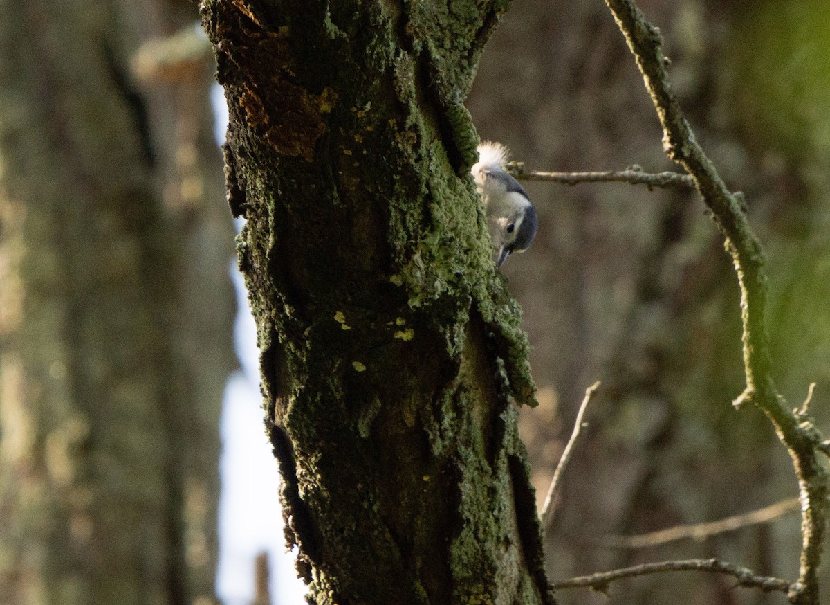 White-breasted Nuthatch - ML609369151