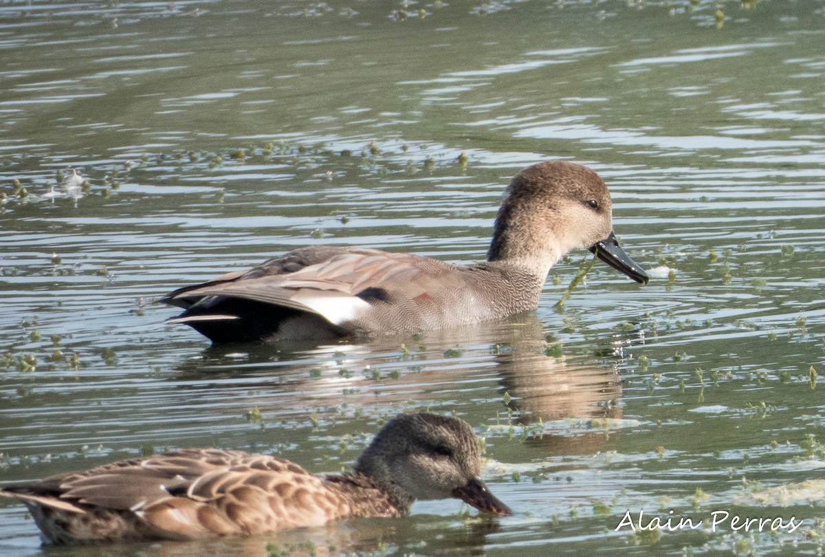 eBird Checklist 28 Sep 2023 BaieduFebvre (station d'épuration