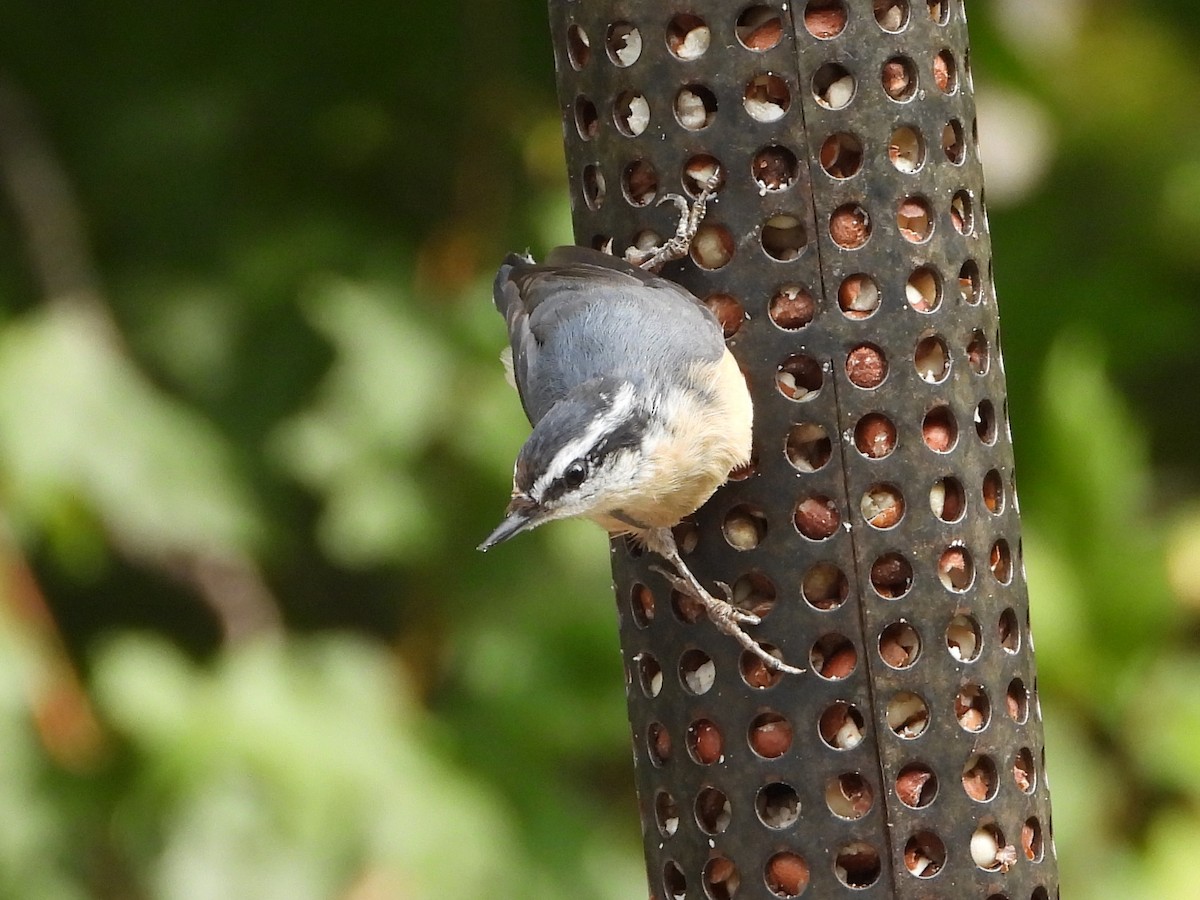 Red-breasted Nuthatch - ML609369824
