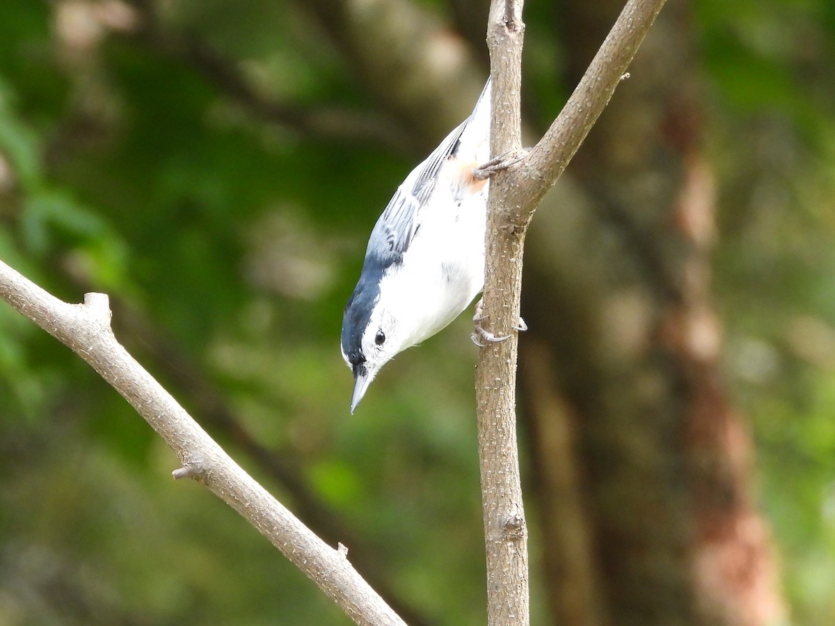 White-breasted Nuthatch - ML609369836