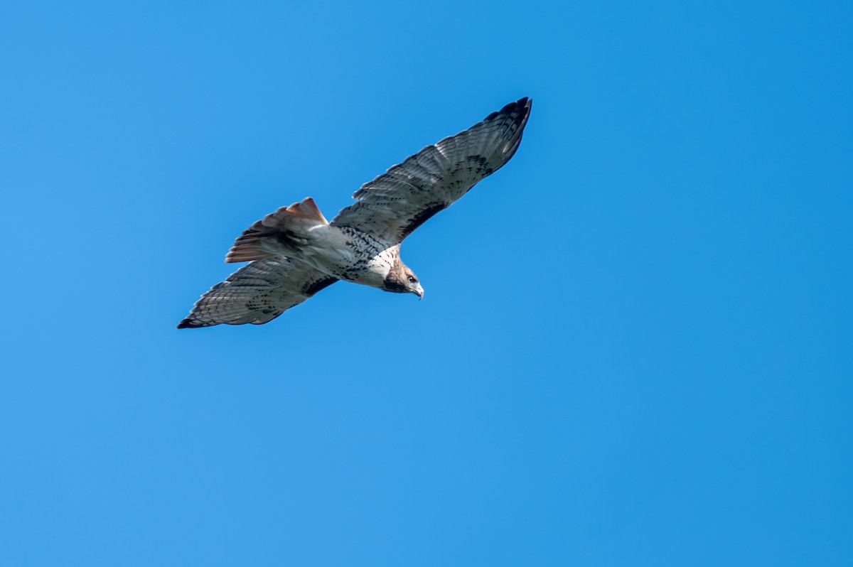 Red-tailed Hawk - ML609369881