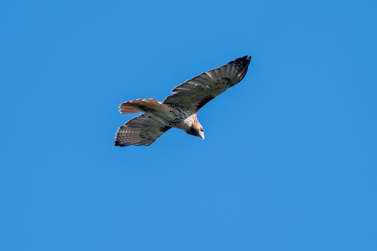 Red-tailed Hawk - ML609369883