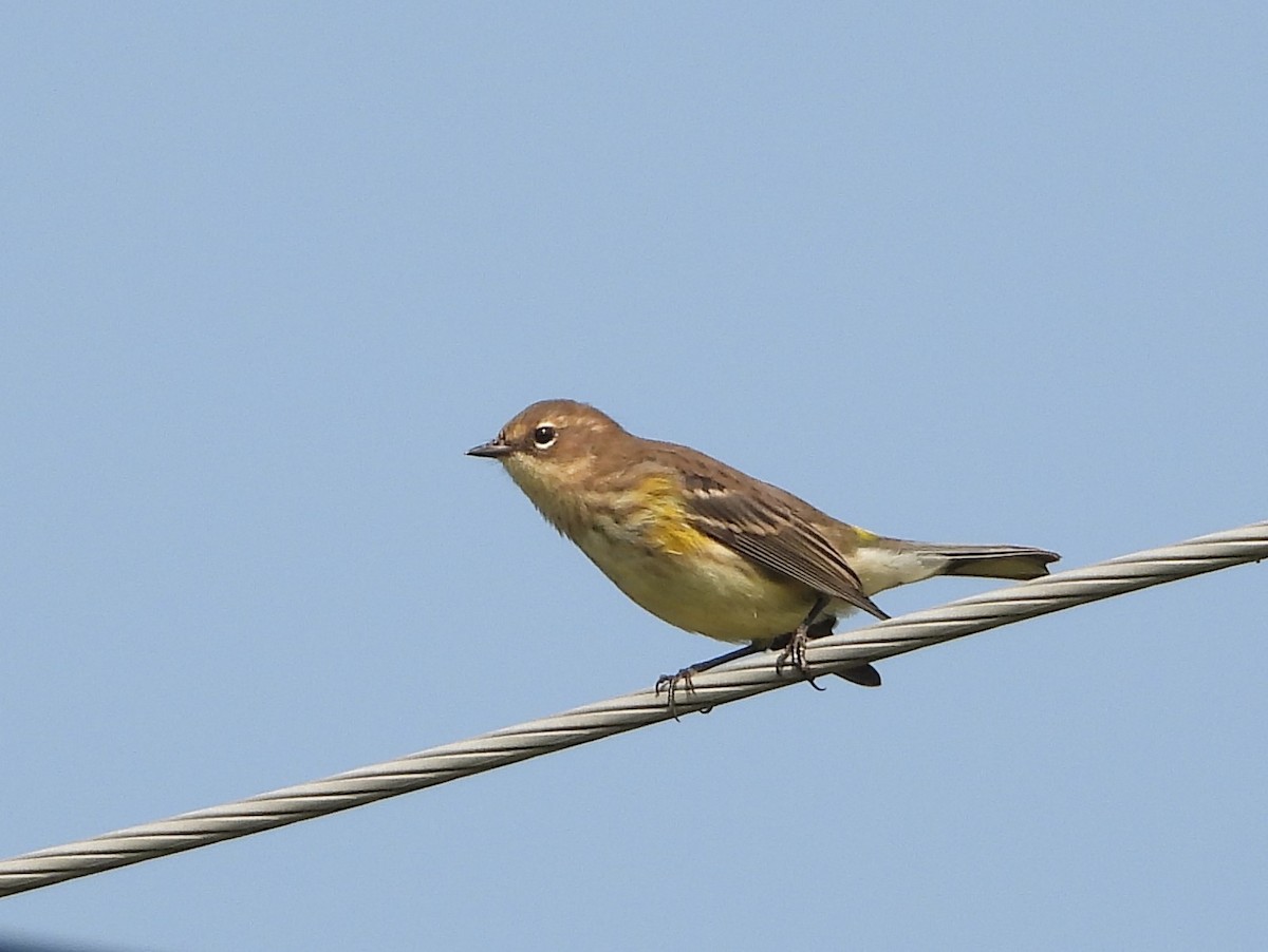 Yellow-rumped Warbler - ML609369903