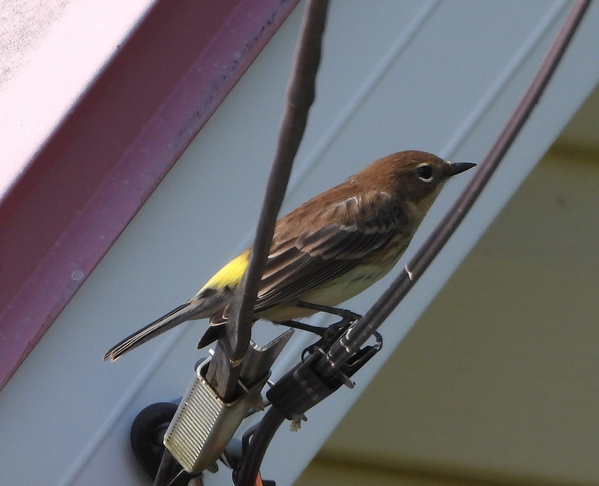 Yellow-rumped Warbler - ML609369938