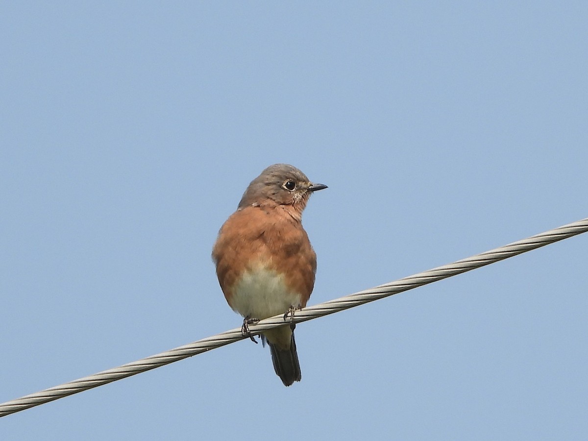 Eastern Bluebird - ML609369994