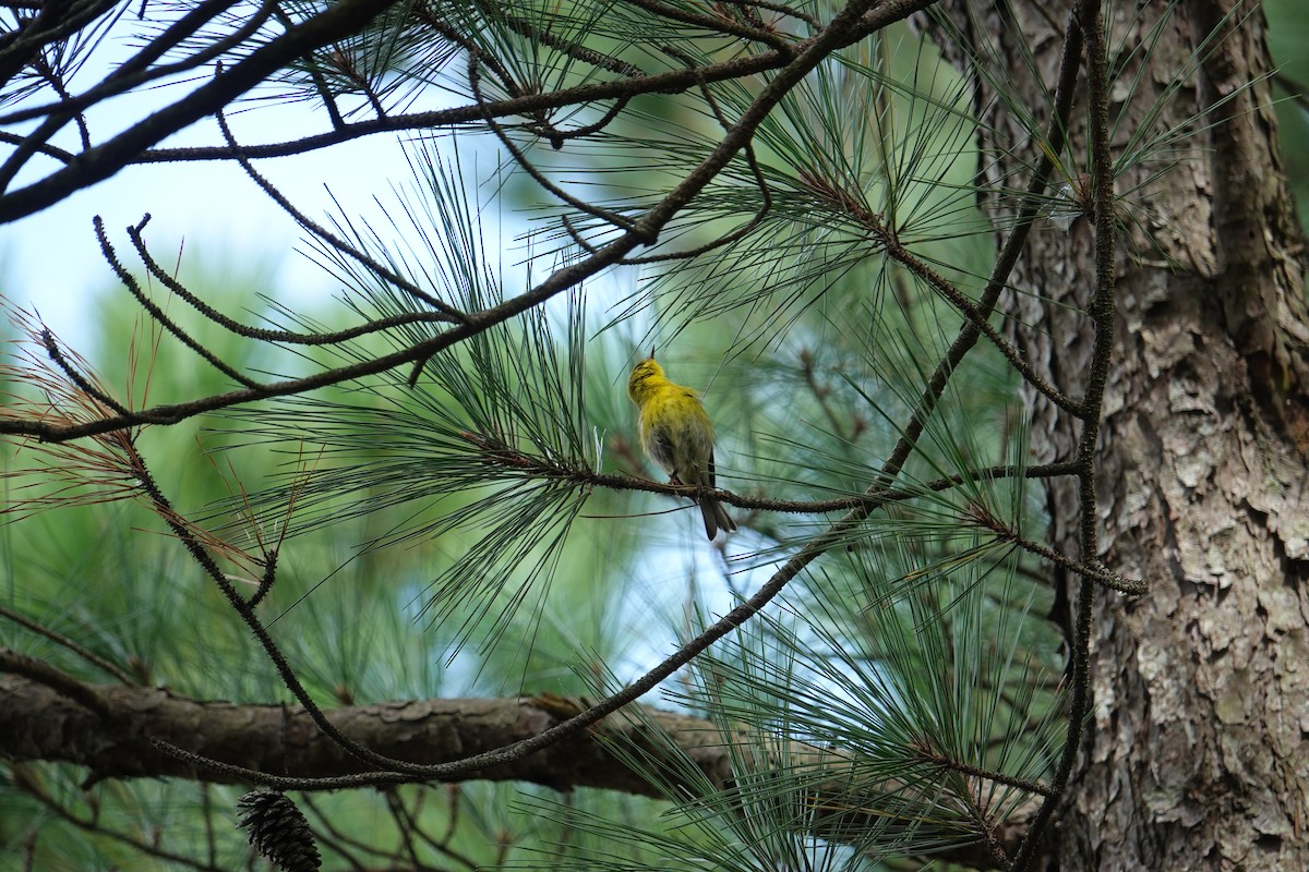 Pine Warbler - ML609370004