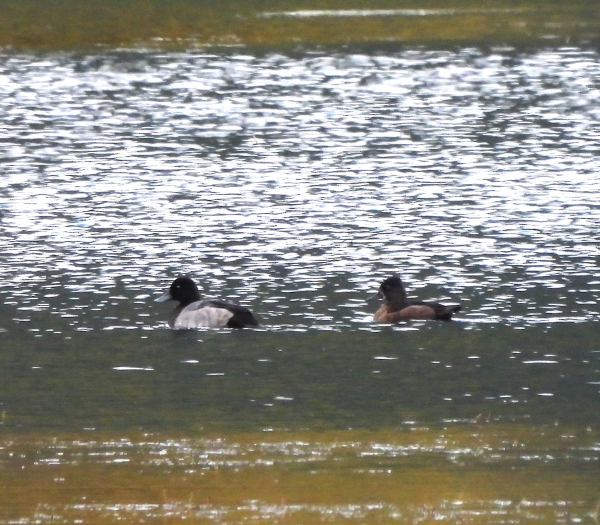 Greater Scaup - ML609370023