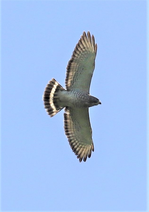 Broad-winged Hawk - ML609370123