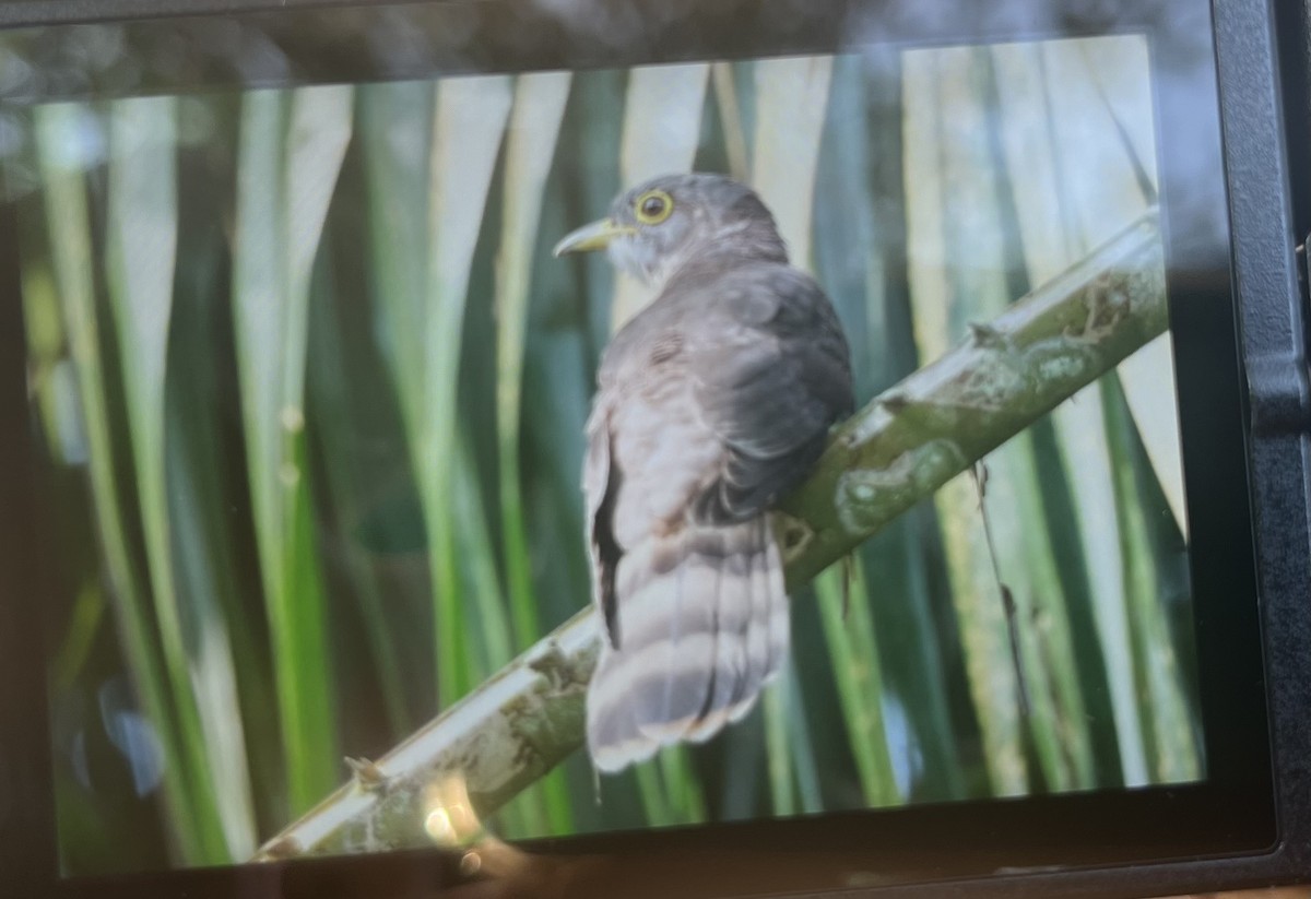 Ebird Checklist Sep Windsor Nature Park Including Venus Drive And Venus Loop