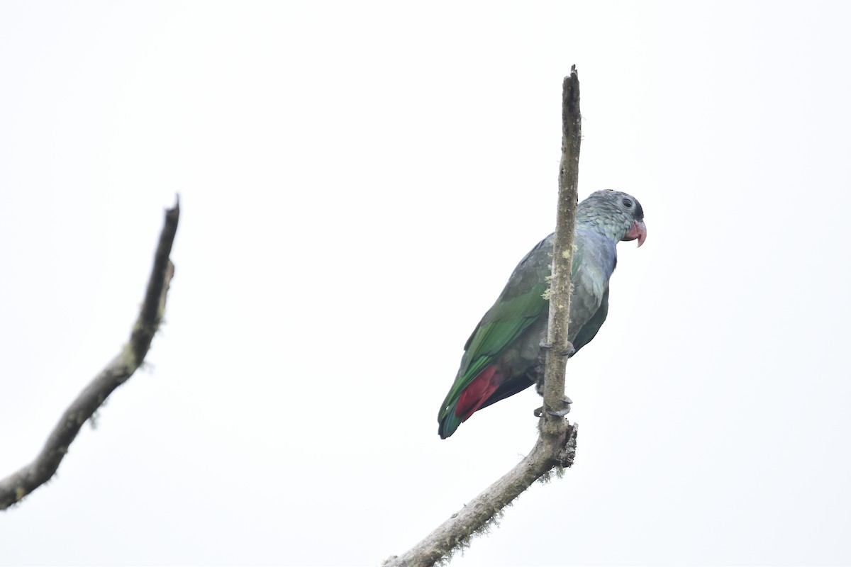 Red-billed Parrot - ML609370798