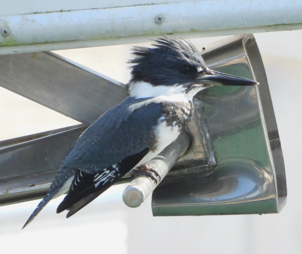 Belted Kingfisher - ML609370943
