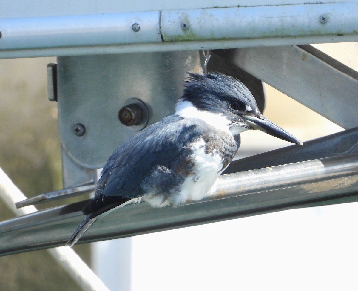 Belted Kingfisher - ML609370958