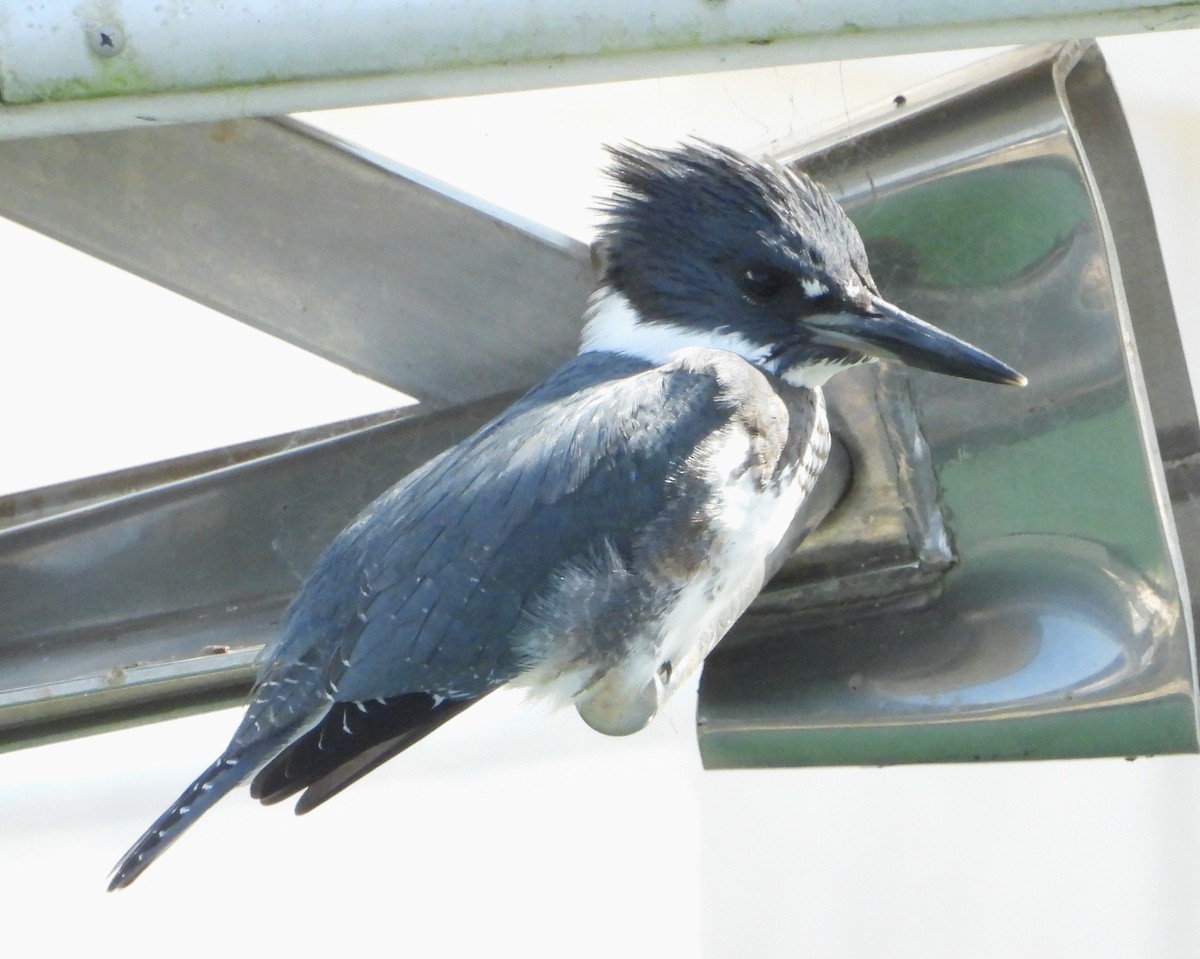 Belted Kingfisher - ML609370999