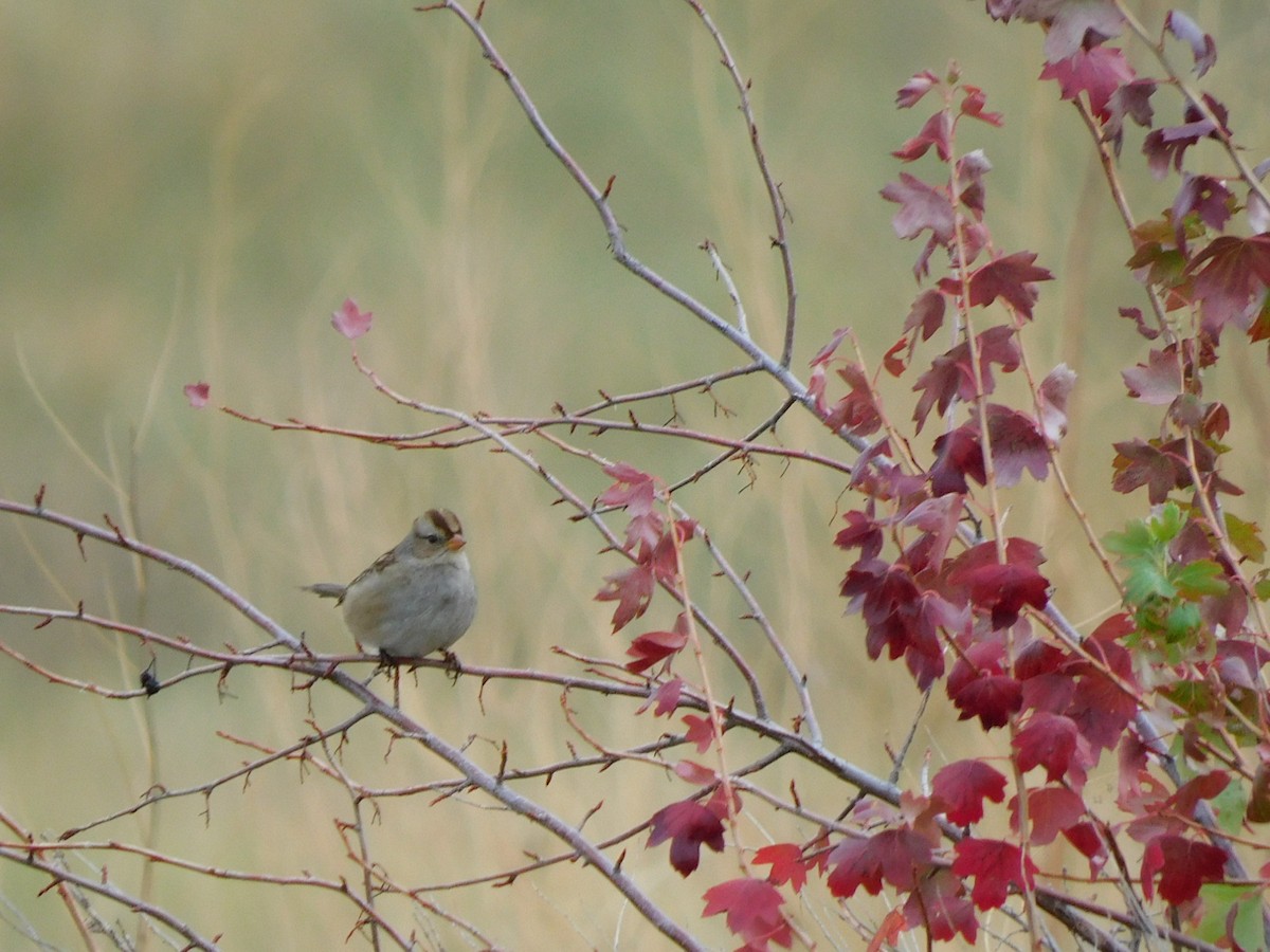 White-crowned Sparrow - ML609371038