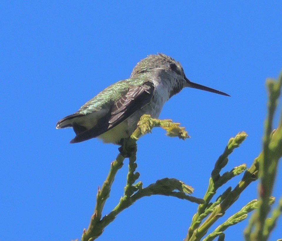 Anna's Hummingbird - ML609371252