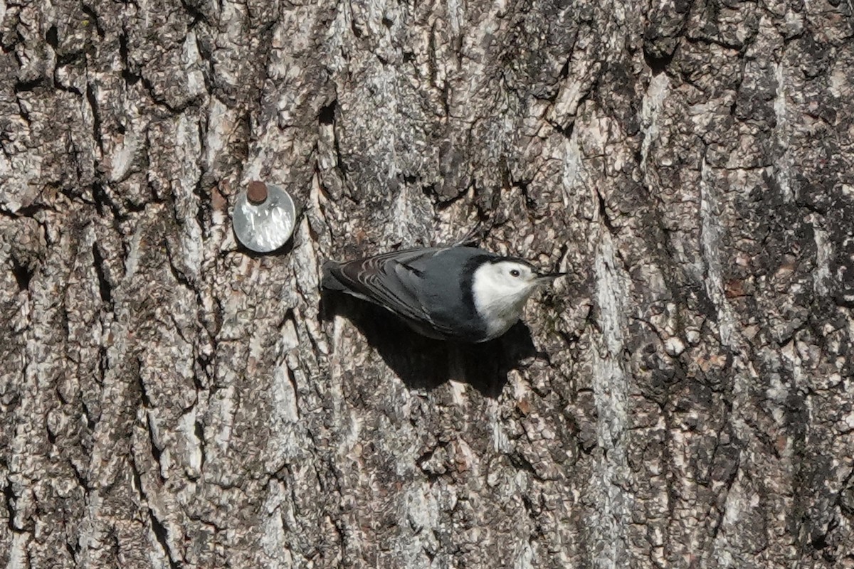 White-breasted Nuthatch - ML609371319