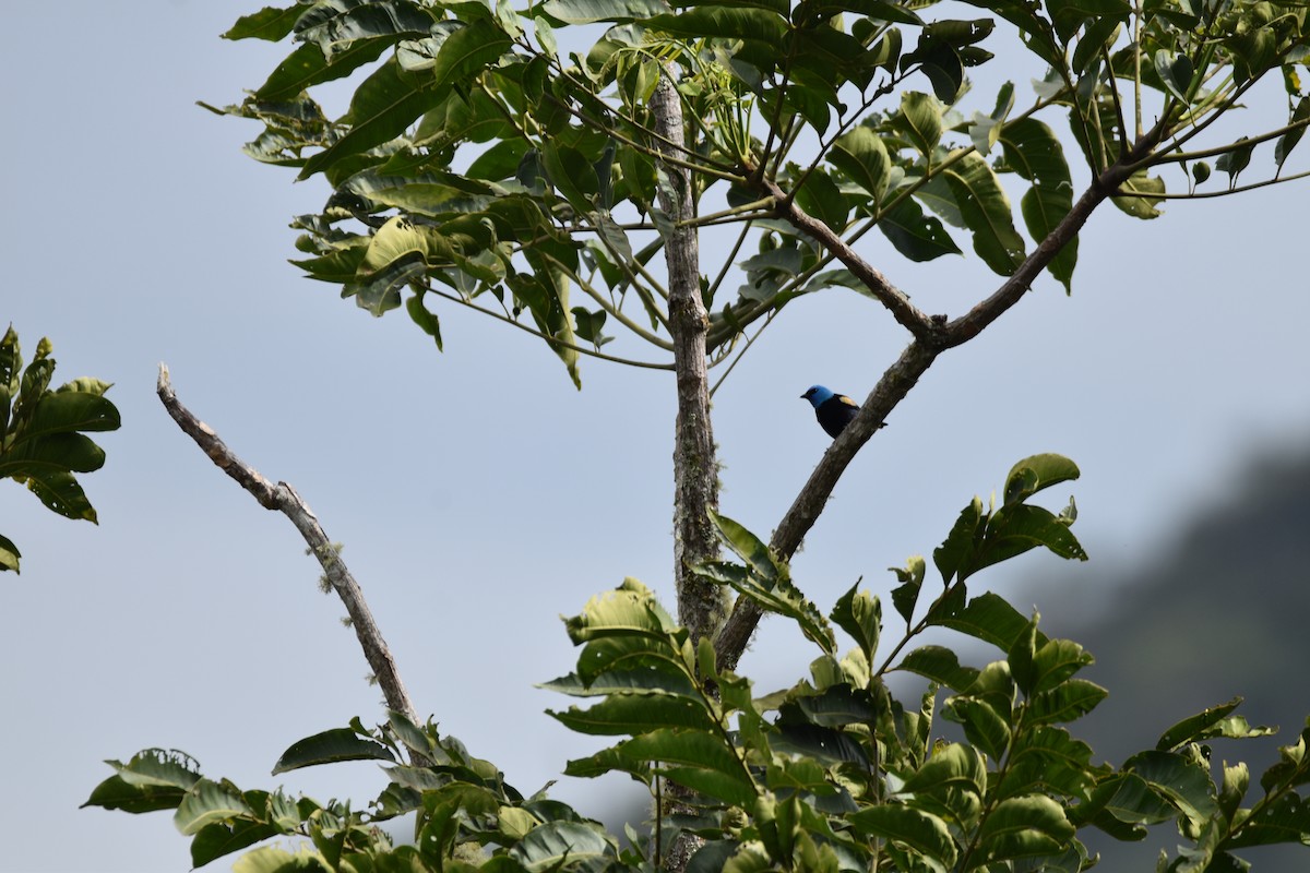 Blue-necked Tanager - ML609371432