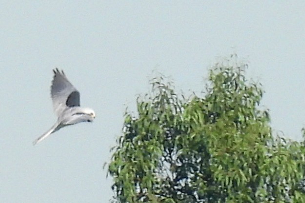 White-tailed Kite - ML609371451