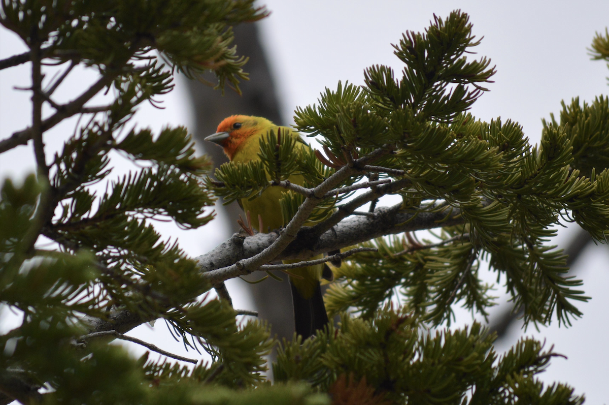 Western Tanager - ML609371658