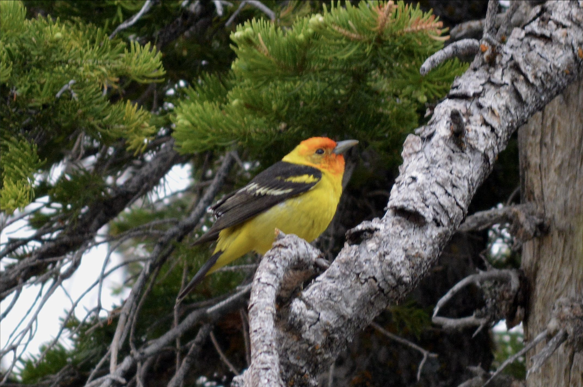 Western Tanager - ML609371659