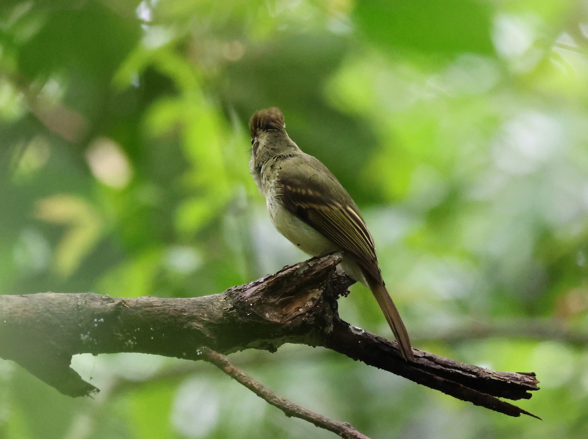 Sepia-capped Flycatcher - ML609372050