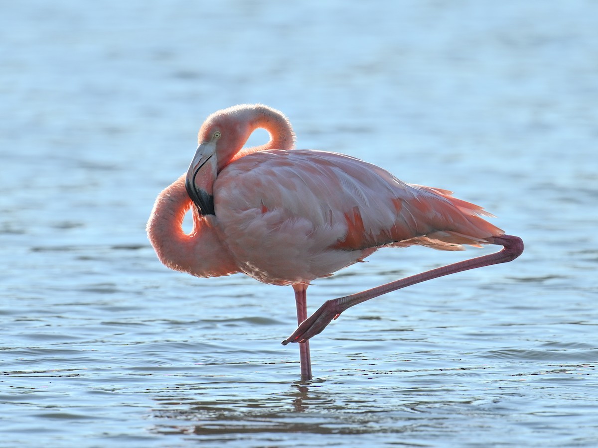 Amerika Flamingosu - ML609372280