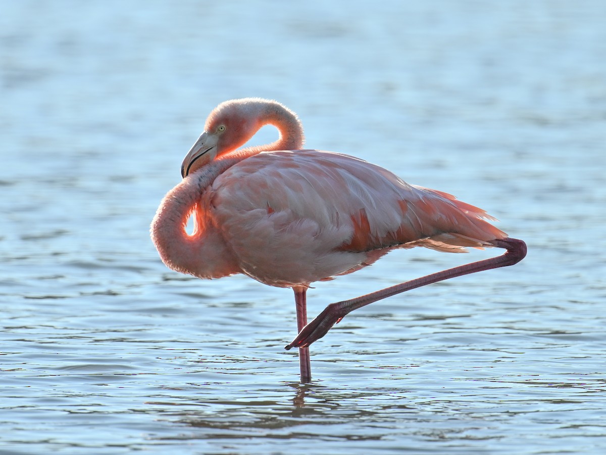 American Flamingo - ML609372308