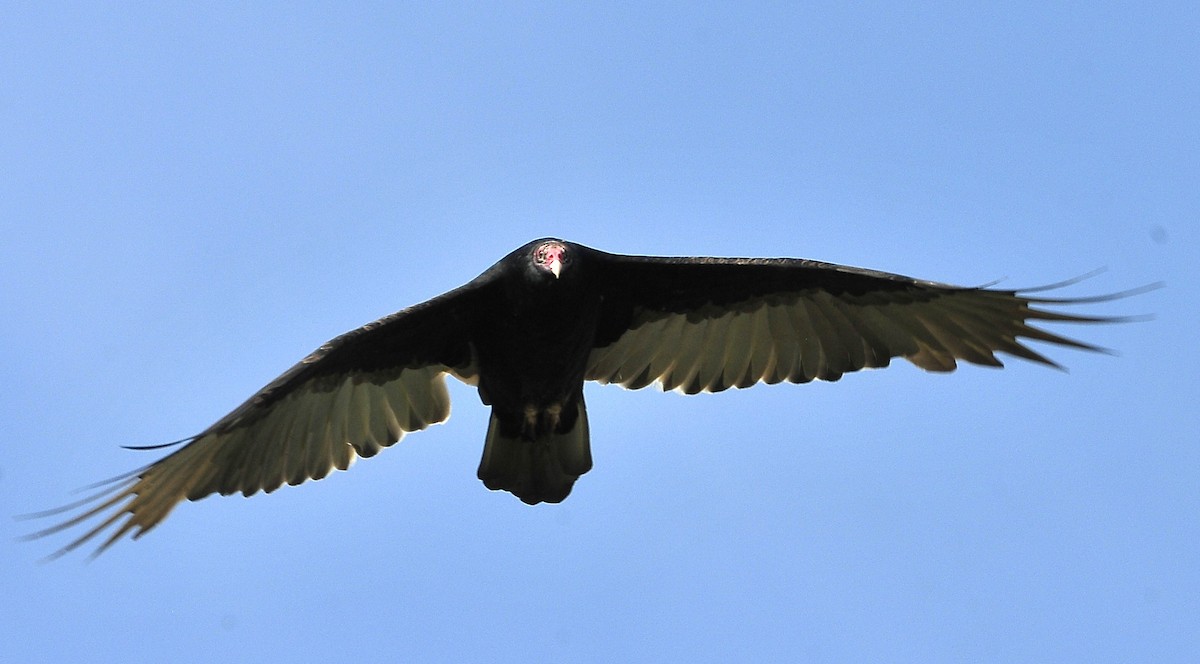 Turkey Vulture - ML609372351