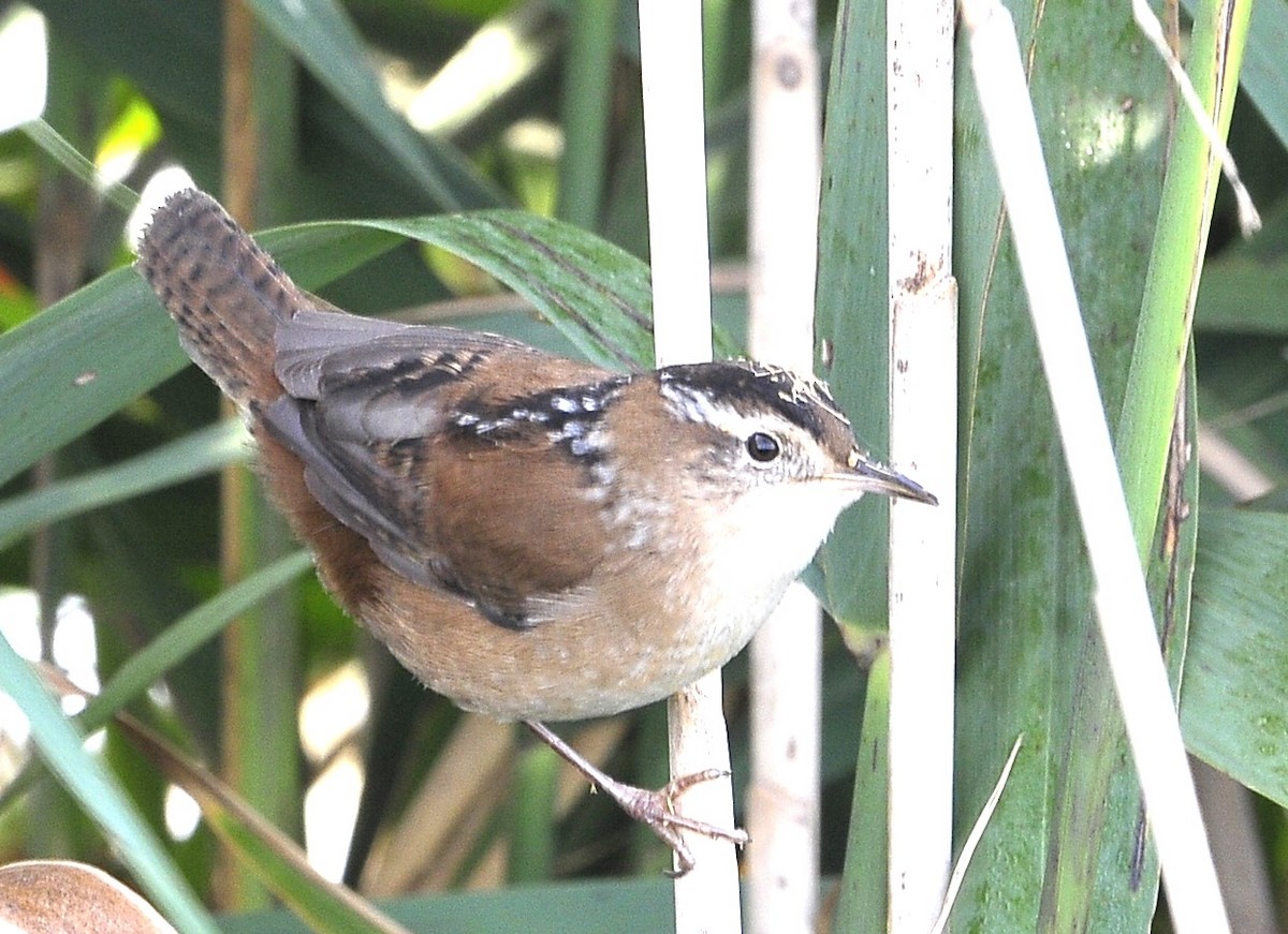 Marsh Wren - ML609372377