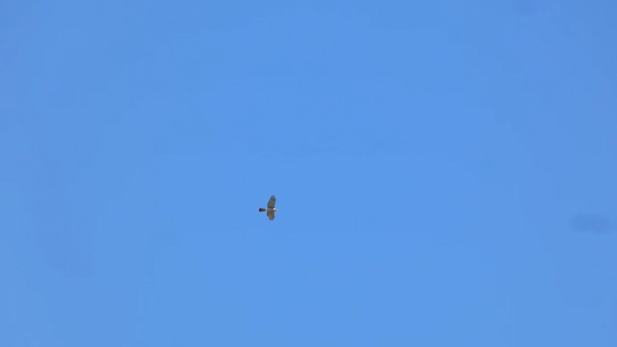 eBird Checklist - 26 Sep 2023 - Bosque del Apache NWR - 40 species