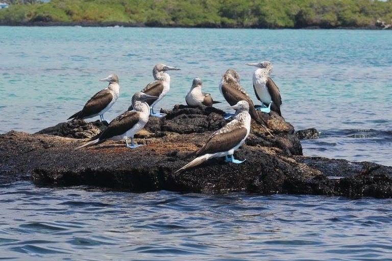 Blue-footed Booby - ML609372710