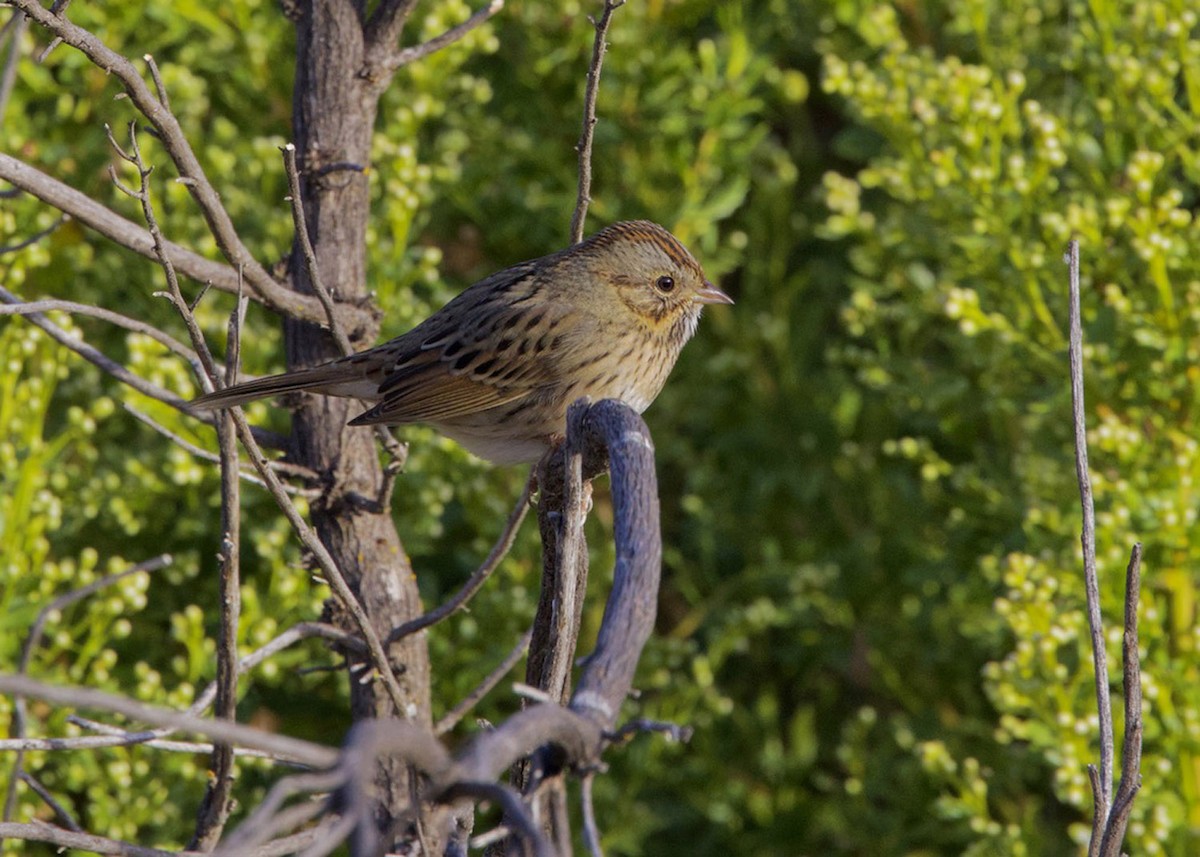 Lincoln's Sparrow - ML609372716