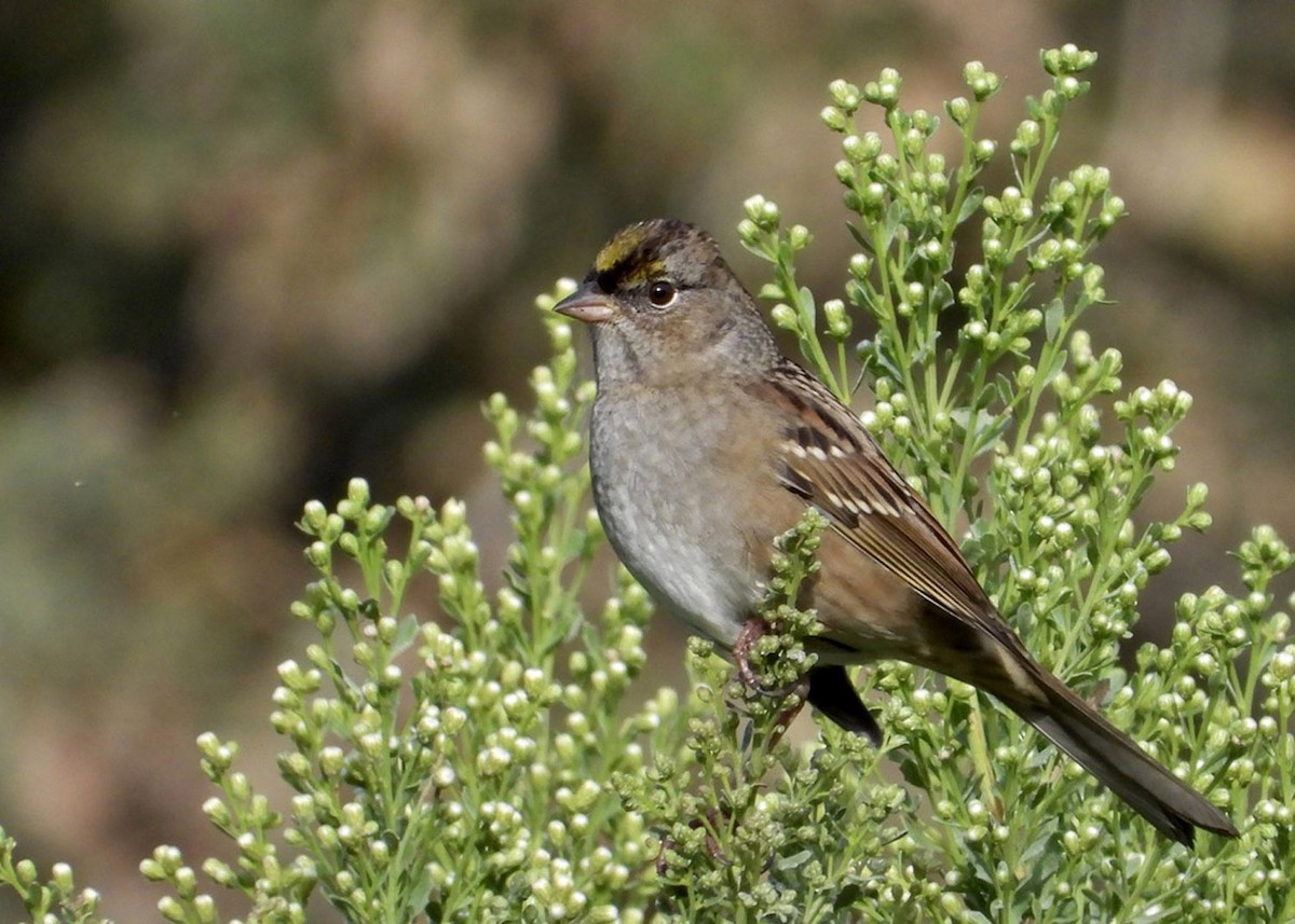 Bruant à couronne dorée - ML609372719