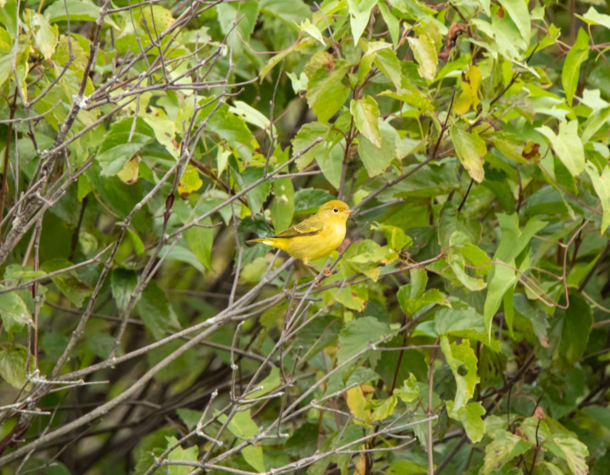 Yellow Warbler - ML609372889