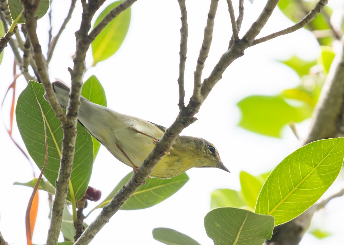 Cape May Warbler - ML609373130