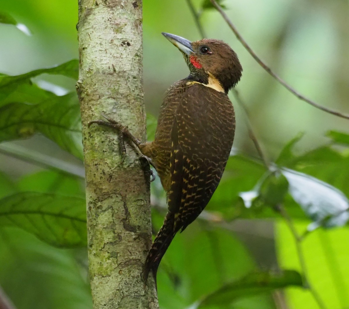 Buff-necked Woodpecker - ML609373194