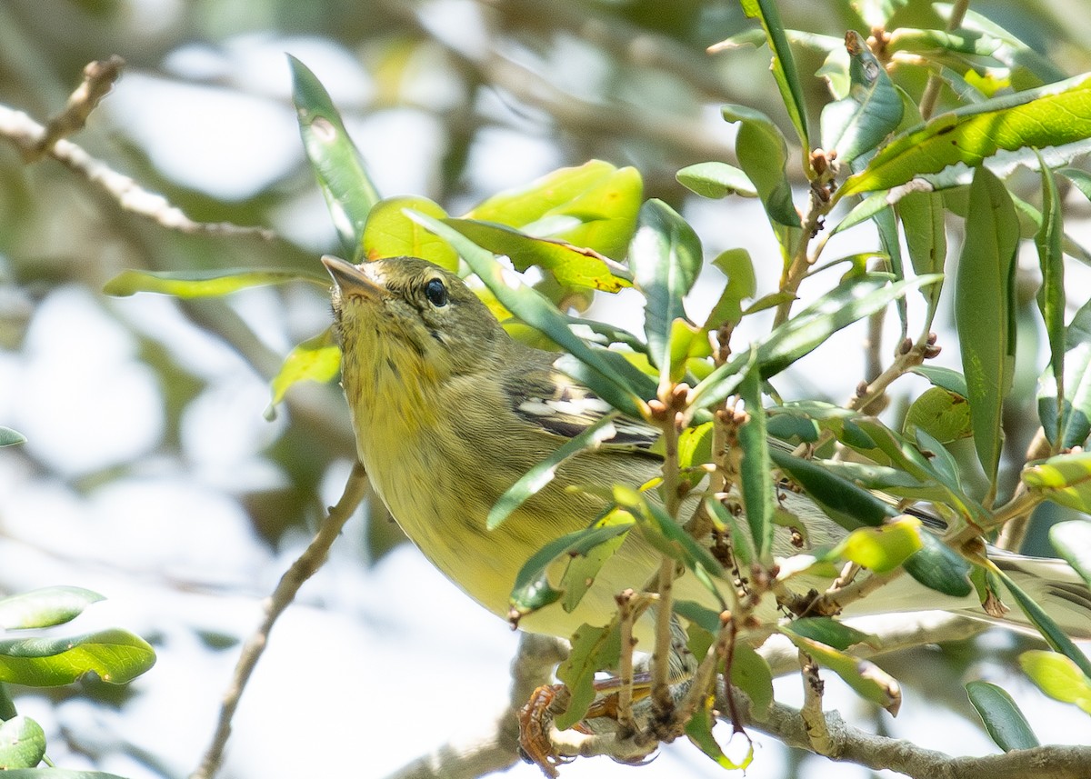 Cape May Warbler - ML609373211