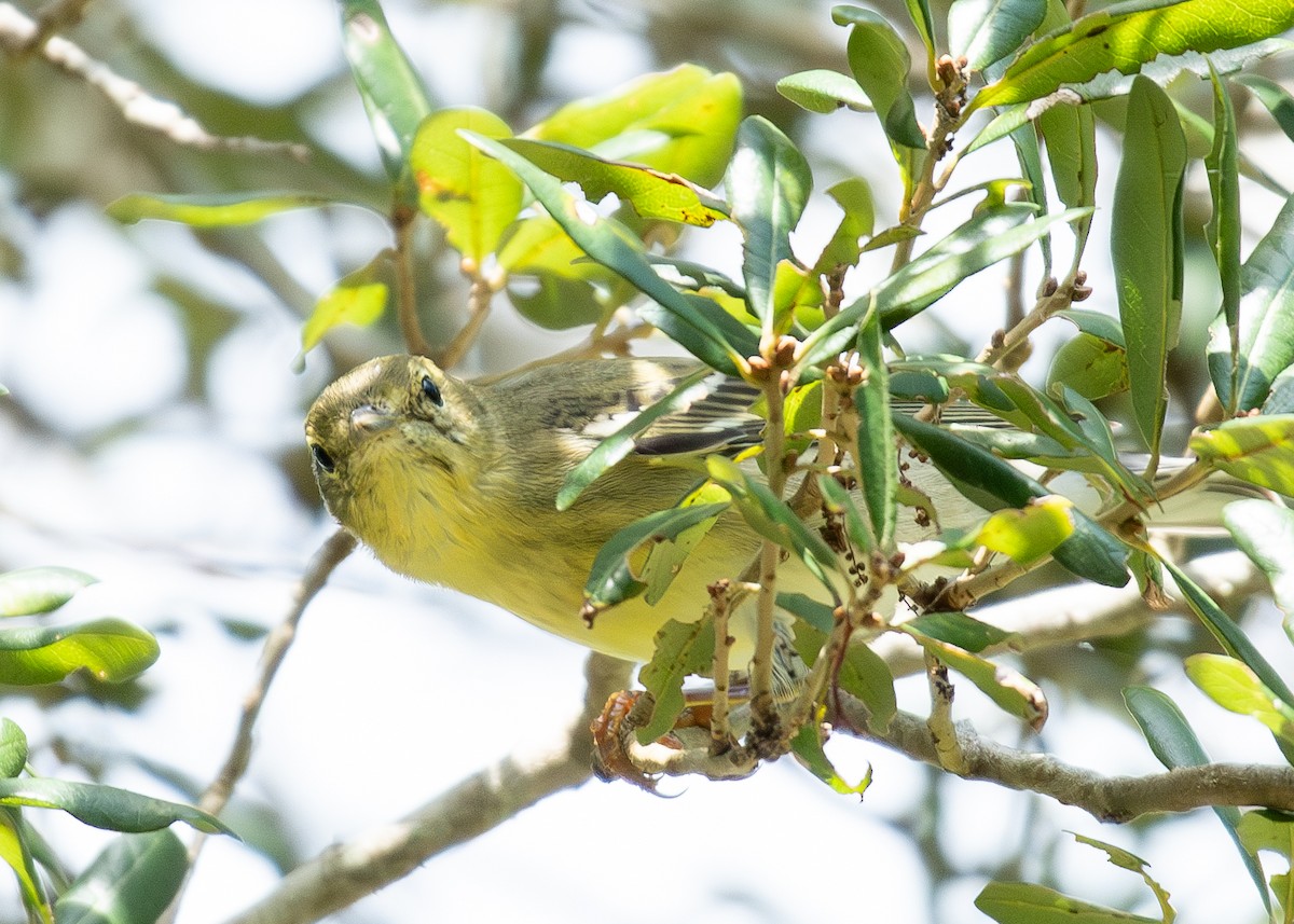 Cape May Warbler - ML609373212